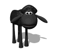sheep