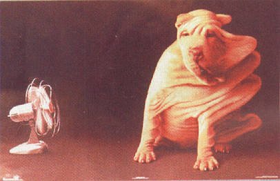 dogblow
