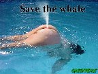 whale